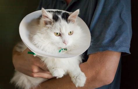 Kedi ameliyat sonrası